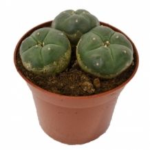 Peyote cactus 3 cluster - Lophophora williamsii